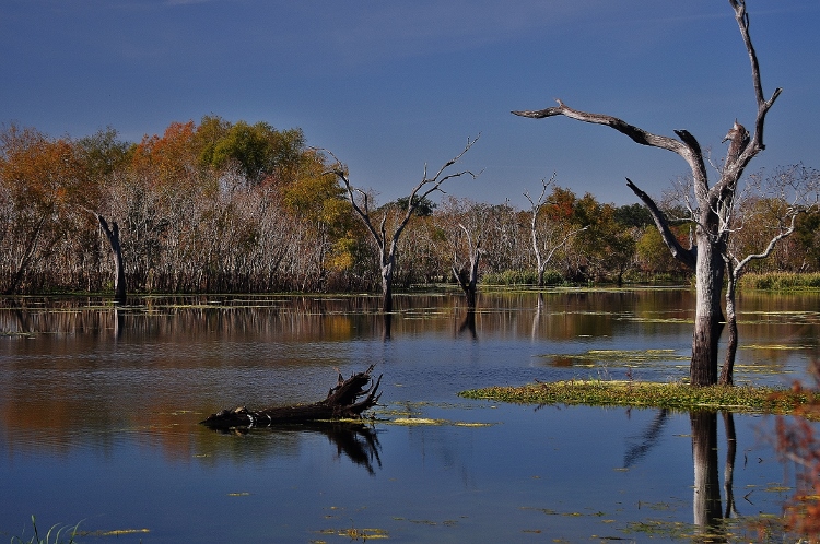 Brazos Bend State Park